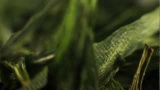 True green tea / Секреты зеленого чая. Happy Video.