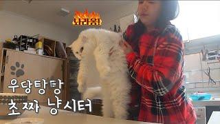 동물 안키워 본 사람이 냥시터를 하게 되면  (나 보다 좋은 냥팔짜 vlog)