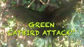 NATIVE BIRDS OF AUSTRALIA - GREEN CATBIRD ATTACKS!!