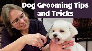 Maltese MAKEOVER! Watch Abby go through a complete transformation. How to groom a Maltese Short trim