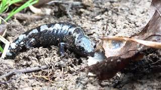 The Marbled Salamander: Unsung Heroes of the Forest Floor!!!