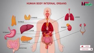 Human Body Internal Organs | Human Anatomy Animation 2024