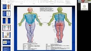 4-5. Spinal cord. Extrapyramidal system start