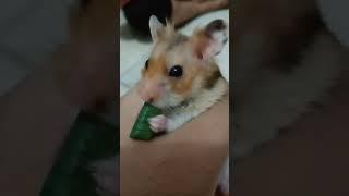 Hamster lucu makan