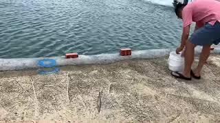 龍膽幫 楊桃 109/5/26 北門鯤鯓 測試2020新黑寶20000型 第一隻 蔡文忠