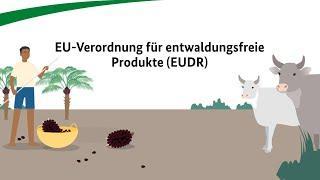 EU-Verordnung für entwaldungsfreie Produkte (EUDR)