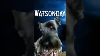 Encuentra a Watson en Wednesday #shorts #watsonelscottie