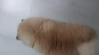Эта собачка рассмешила весь ютуб ;)