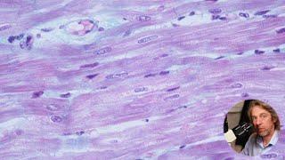 Microscopic anatomy of cardiac muscle