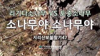 리기다소나무 VS 토종소나무. 소나무야 소나무야 (#지리산보물찾기 47)