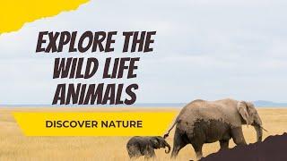 ANIMAL PLANET | WILD LIFE ANIMAL | NATIONAL GEOGRAPHIC SH. DOCUMENTARY