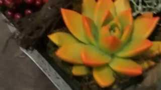 Plant Creations