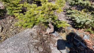 Spring Yamadori in the Shale Pit