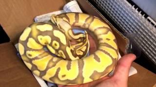 Ball Python Unboxing:  Desert Ghost Project