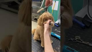 Maltipoo puppy haircut