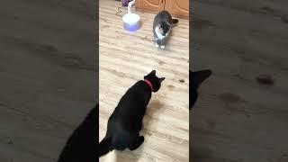 Я сейчас вас всех спасу... А да у меня же дела #смешно  #cat  #юмор #кошки