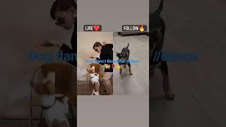 dog//danc//beautiful dance//चाला पाड सॉन्ग