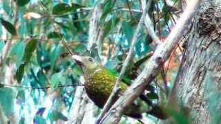 Australia's Green Catbird