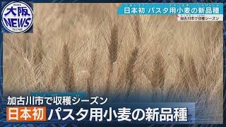 【麦秋】「もっちりした食感がたまらない」兵庫・加古川産の国産小麦「セトデュール」からパスタ！　素麺の播州で新たな名物になる？