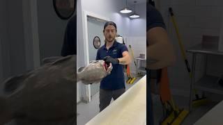 Snowing in Florida ️This Grouper has clean white meat with a subtle sweetness