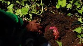 Technology on Sustainable Organic Sweetpotato Production