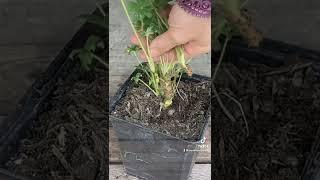 HOW TO PROPAGATE LUPINS