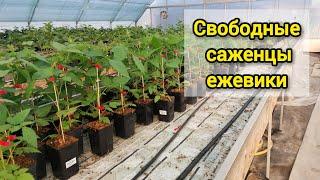 Свободные саженцы ежевики на продажу