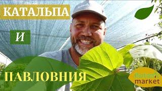 Катальпа и Павловния - экзотические растения в Украине | Botanic Market
