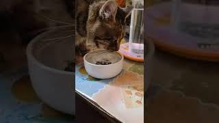 Ням-ням-ням как мне вкусно мяу-мяу