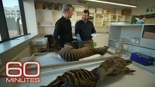 Search ongoing for extinct Tasmanian tiger amid efforts to revive species | 60 Minutes