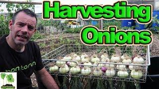 Harvest And Dry Homegrown Onions  - When And How!