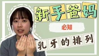 【新手爸妈必知·乳牙的排列】