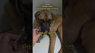 2년만에 아빠를 만나게된 톰 반응