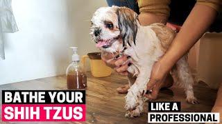 How to Bathe your Shih Tzu the Right Way - (Shih Tzu Grooming Part 3)