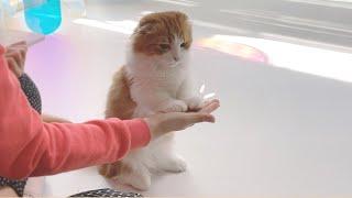 20 CUTE CAT Tricks  (Part 1)