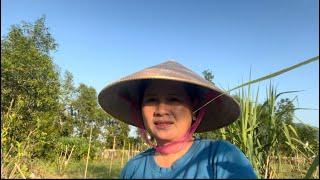 Thuỳ trang TV . Xin chào ông bà cô chú anh chị