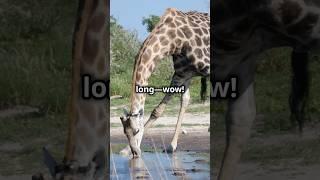 All About Giraffes for Curious Kids! #animalfacts
