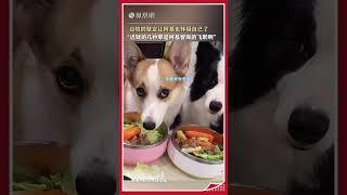邊牧的堅定讓柯基也懷疑自己了 “遲疑的幾秒那是柯基智商的飛躍啊”  #shorts