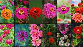 ZINNIA PLANT VARIETIES - Plants Weekly