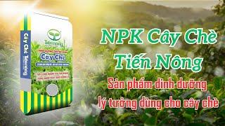 NPK Cây chè Tiến Nông - Dinh dưỡng chuyên dùng cho cây chè