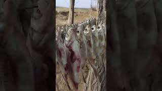 Астраханская область, р. Кигач, ловля воблы, первая партия воблы вывешена!!!
