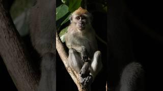 My Wildlife Photos Day 14: Meditation Macaque