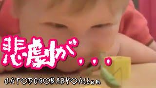 【赤ちゃんおもしろハプニング】可愛い赤ちゃんびっくり動画集④