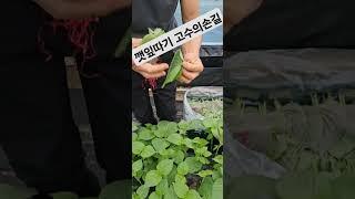 금산추부 깻잎따기 고수의손길