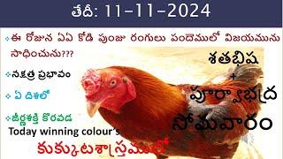 11 Nov 24 Today winning colours / Today winning colours/ vision of kukkuta sastram in colours update