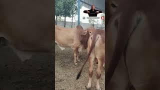 Beautiful Qurbani Bull 2025