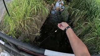 FISHING IN THE DRAIN!!! Catching BIG Fish On Handline On The Side Of The Road In Trinidad, Caribbean