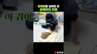 천재견 아니라고 했더니 열받은 강아지의 계란말이 #시트콤