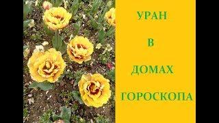 Уран в домах гороскопа