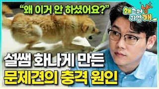"이건 욕먹을 일이예요" 예사롭지 않은 공격성 때문에 보호자 얼굴까지 물어버린 반려견의 문제 원인을 알고 분노한 설쌤│#왜그러냥귀엽개